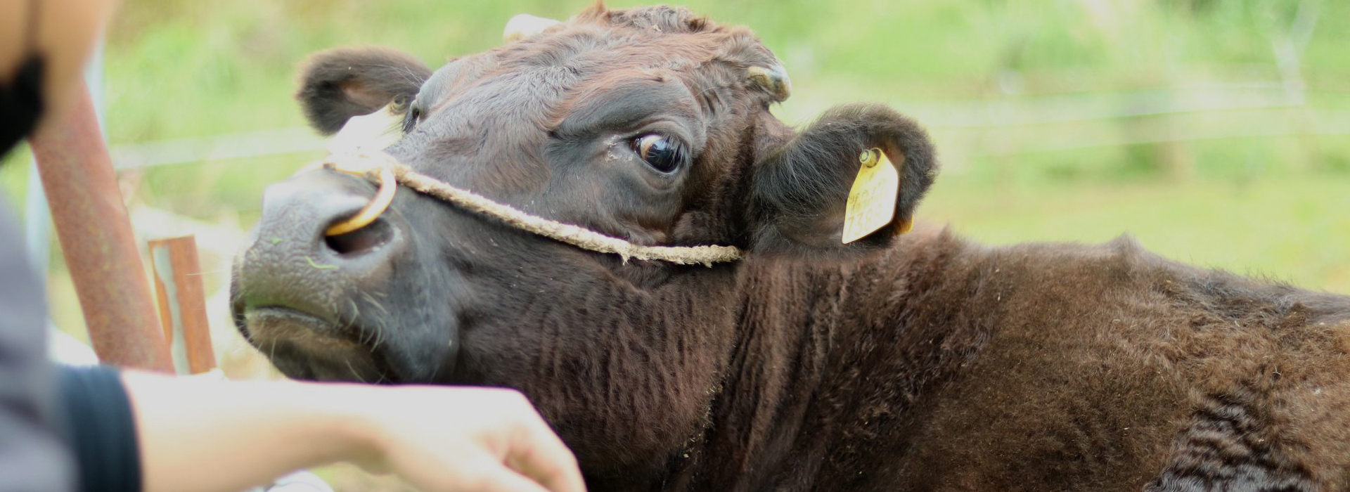 今帰仁村の和牛をふんだんに使ったメニューが堪能できるホルモン焼肉居酒屋