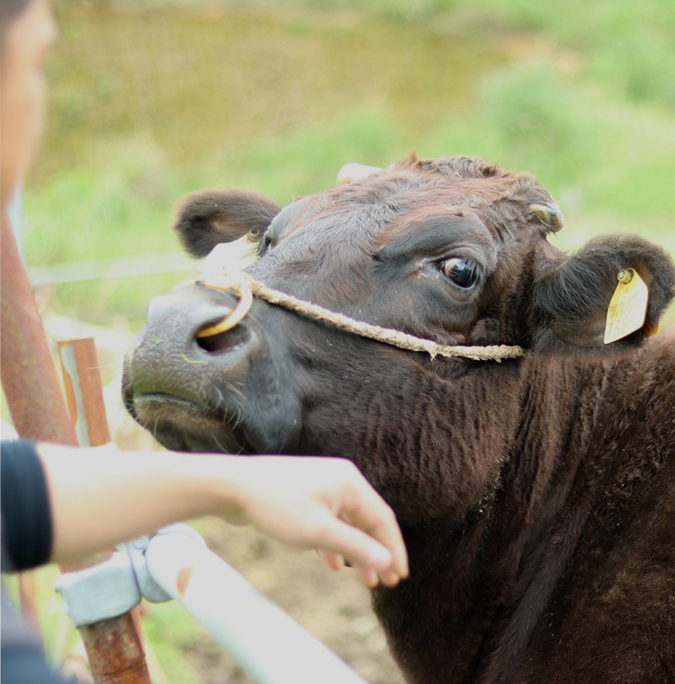 今帰仁村の和牛をふんだんに使ったメニューが堪能できるホルモン焼肉居酒屋